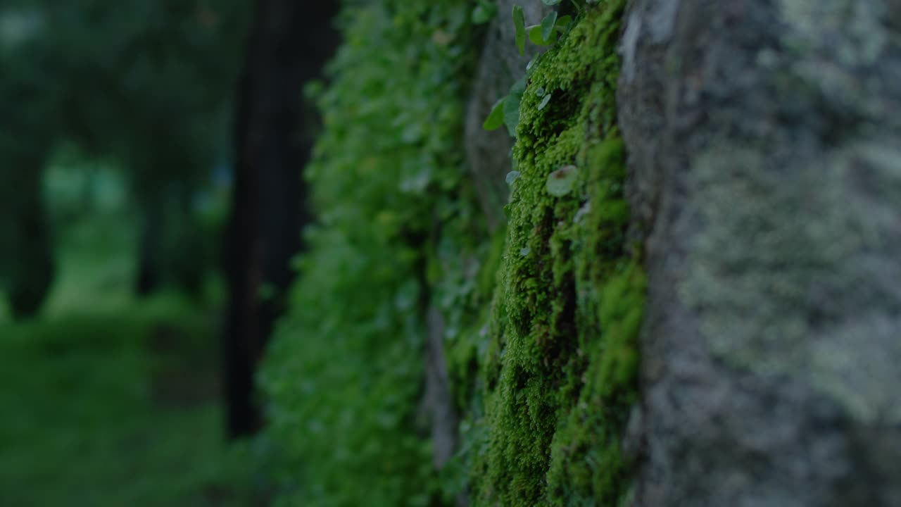 女用手触摸树上的绿色雨林苔藓视频素材