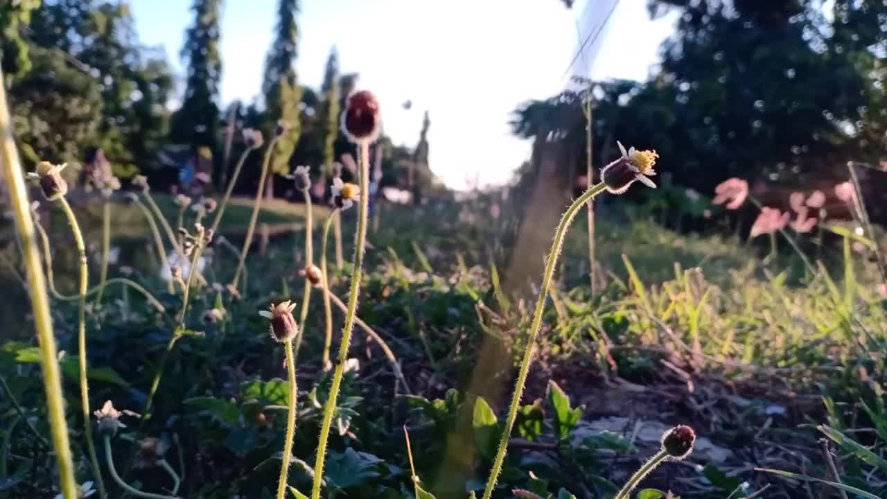 生长在灌溉渠边缘的野生植物(三棱草三棱草属)视频素材