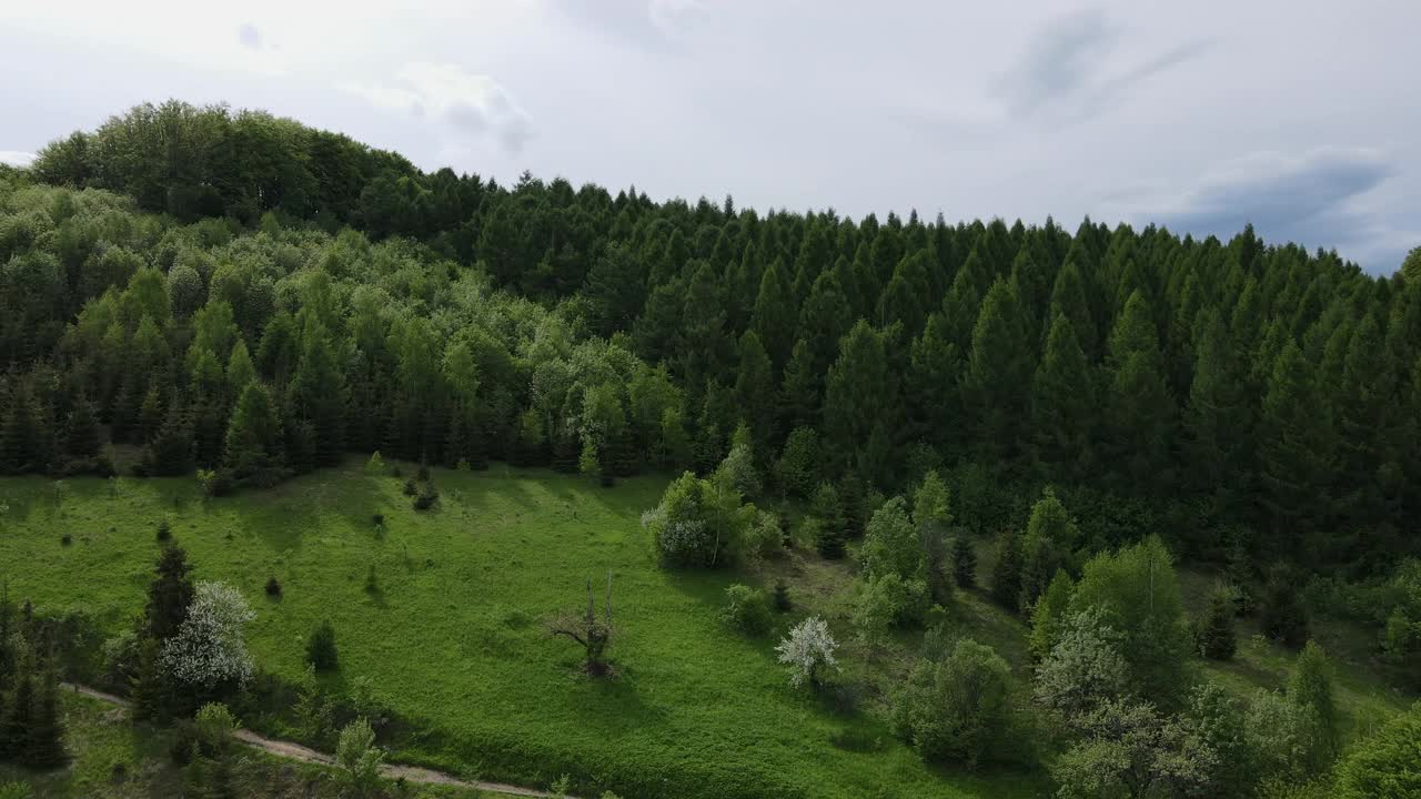 鸟瞰图的夏季山景常绿的松树和森林与雄伟的山。三峰突出，自然保护区原封不动，自然背景视频素材