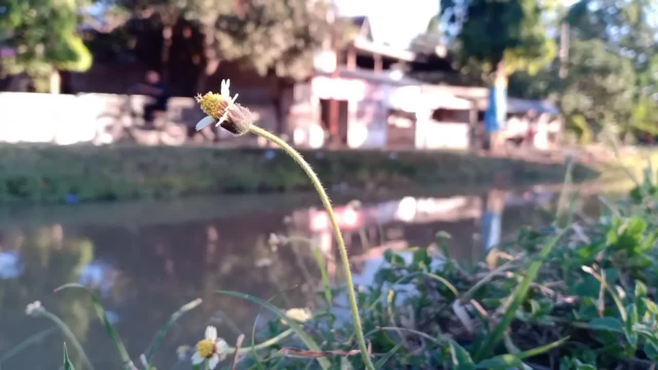 生长在灌溉渠边缘的野生植物(三棱草三棱草属)视频素材