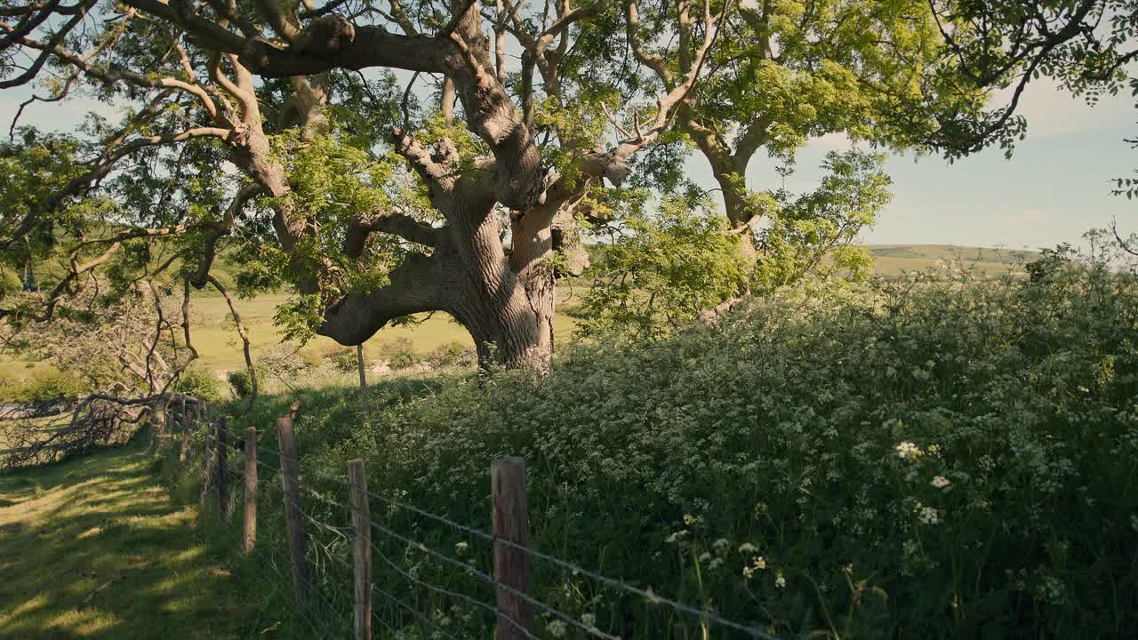 英国的乡村风光，夏天视频素材