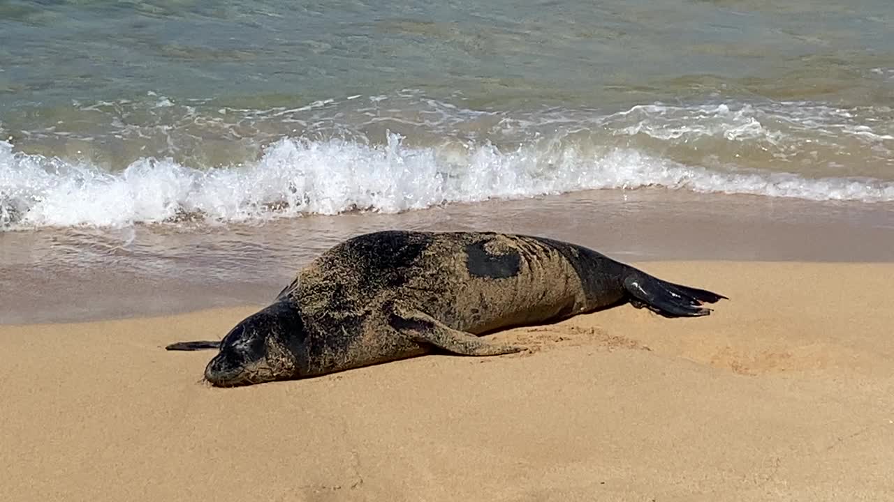 考艾岛海滩上的夏威夷僧海豹视频素材