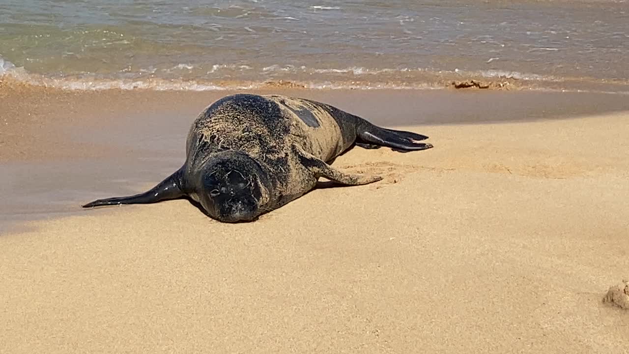 考艾岛海滩上的夏威夷僧海豹视频素材