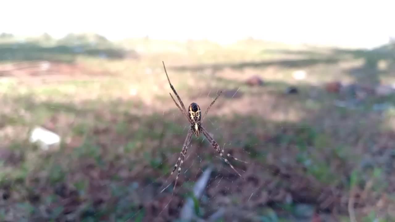 蜘蛛视频素材