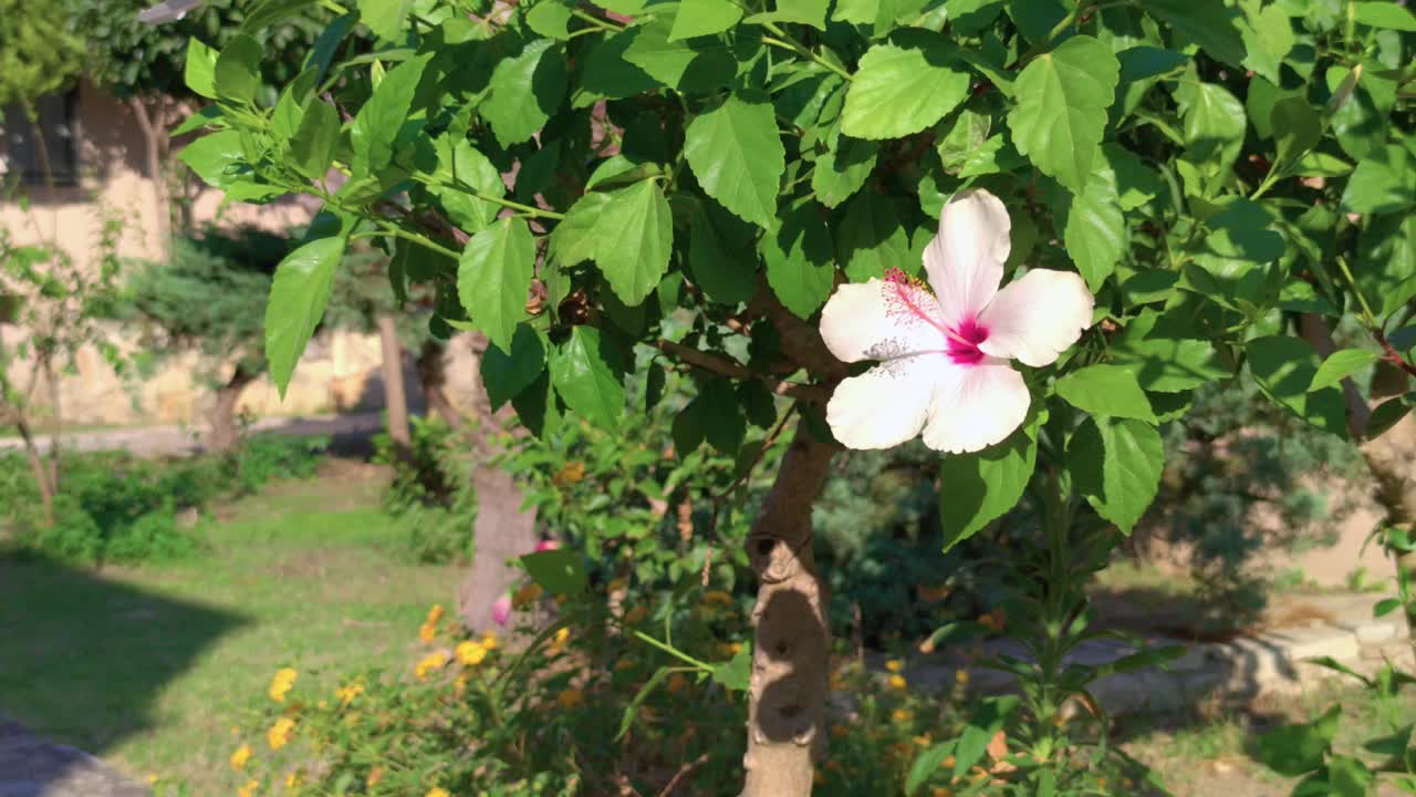 盛开的芙蓉花视频素材