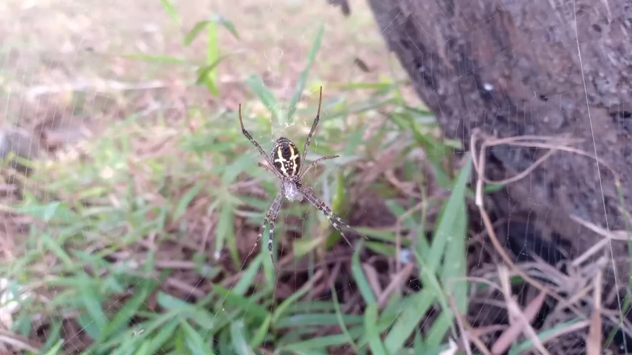 蜘蛛视频素材