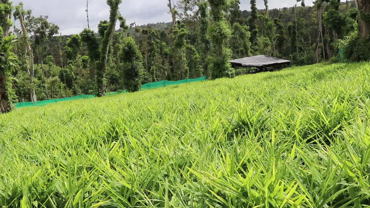 生姜农场。农田景观以生姜栽培为主视频素材