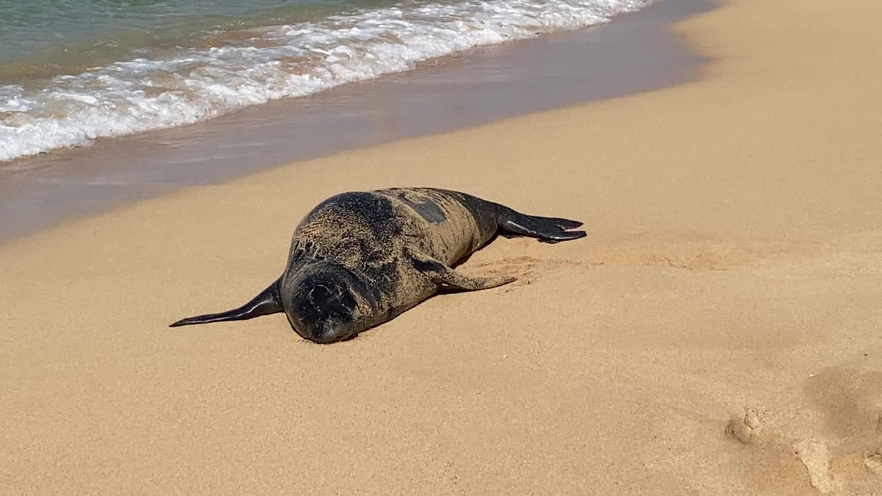 考艾岛海滩上的夏威夷僧海豹视频素材