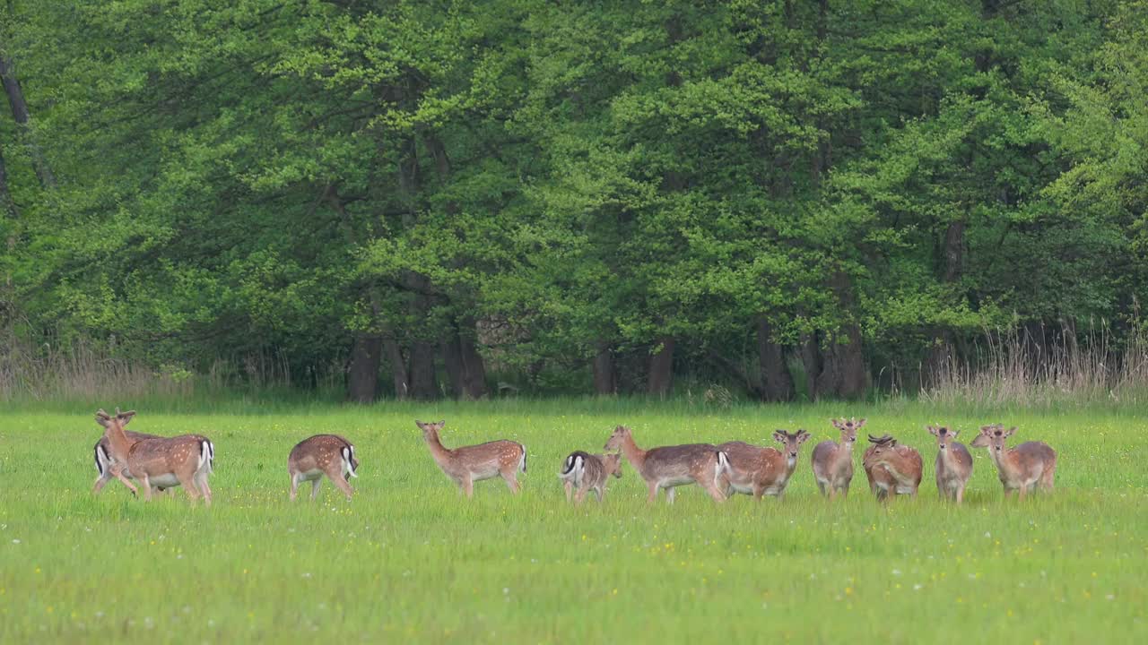 春天使鹿群休养视频素材