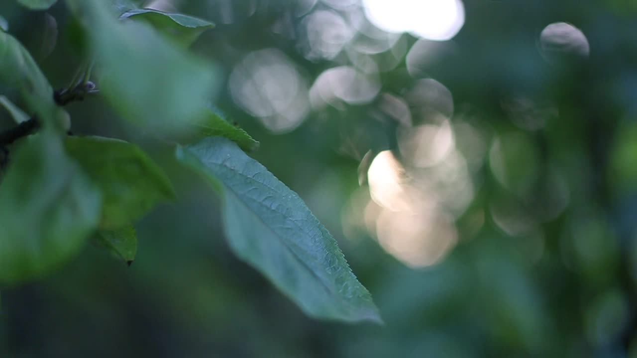 太阳的光线穿过树枝。美丽模糊的自然绿色阳光散景背景。视频素材