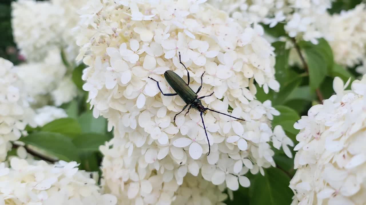 绿色的长角甲虫坐在白色的花朵上视频素材