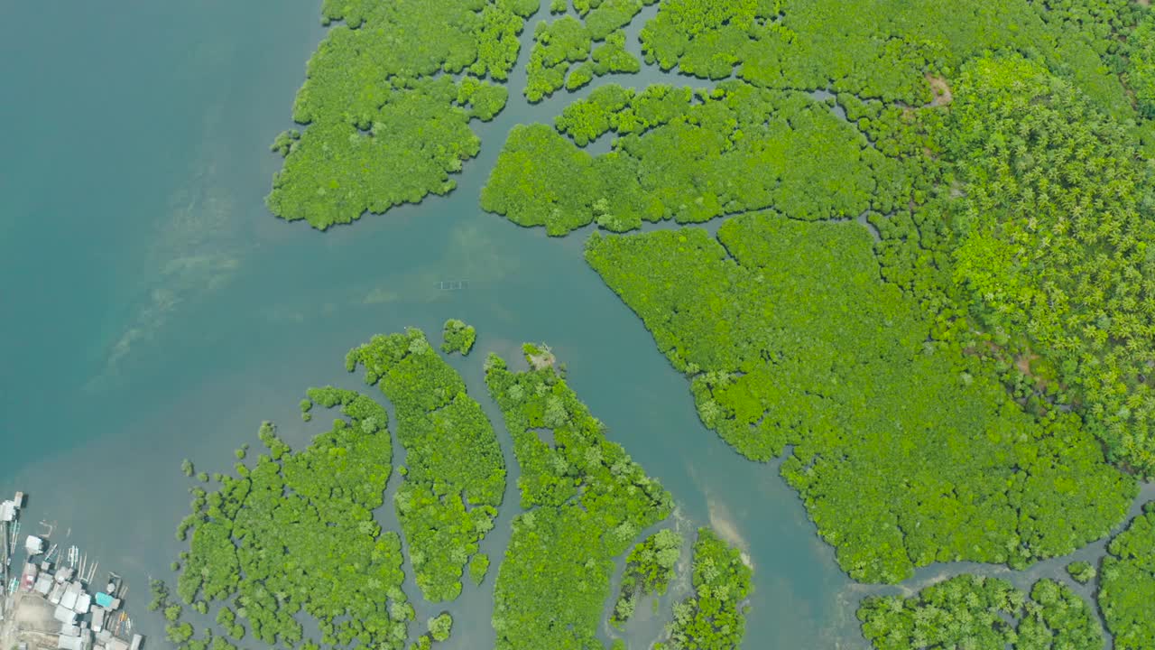 红树林和河流的鸟瞰图视频素材