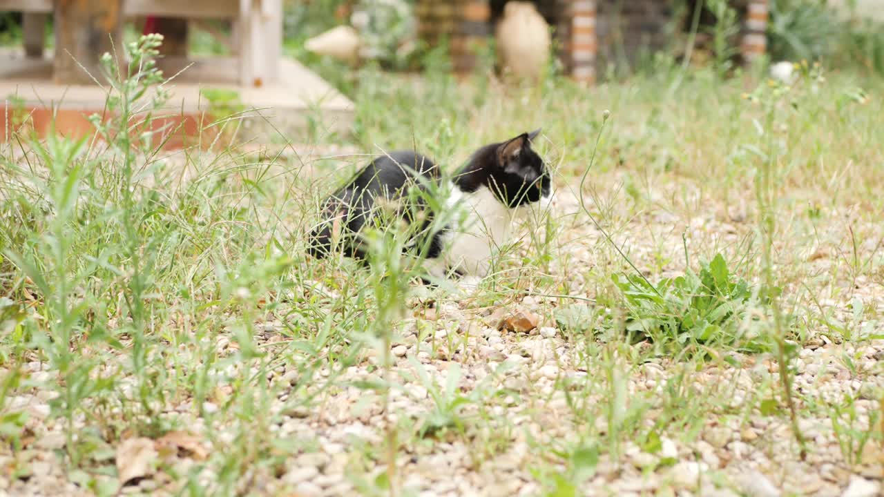 野猫视频素材