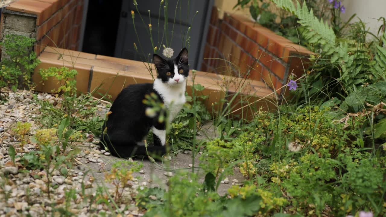 野猫视频下载