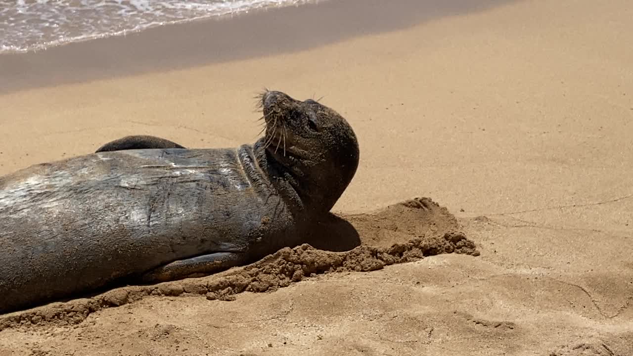 考艾岛海滩上的夏威夷僧海豹视频素材