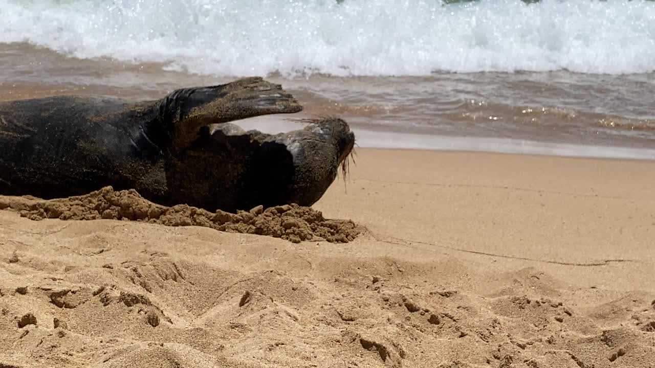 考艾岛海滩上的夏威夷僧海豹视频素材