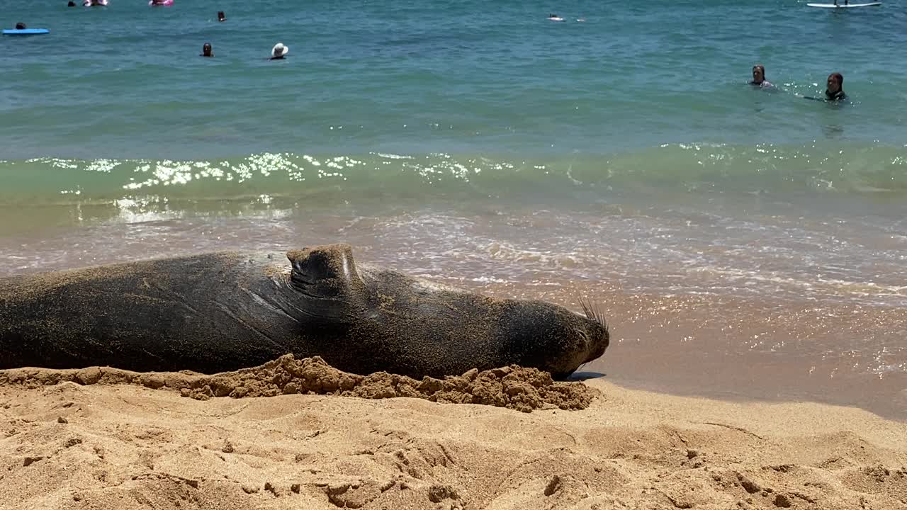 考艾岛海滩上的夏威夷僧海豹视频素材