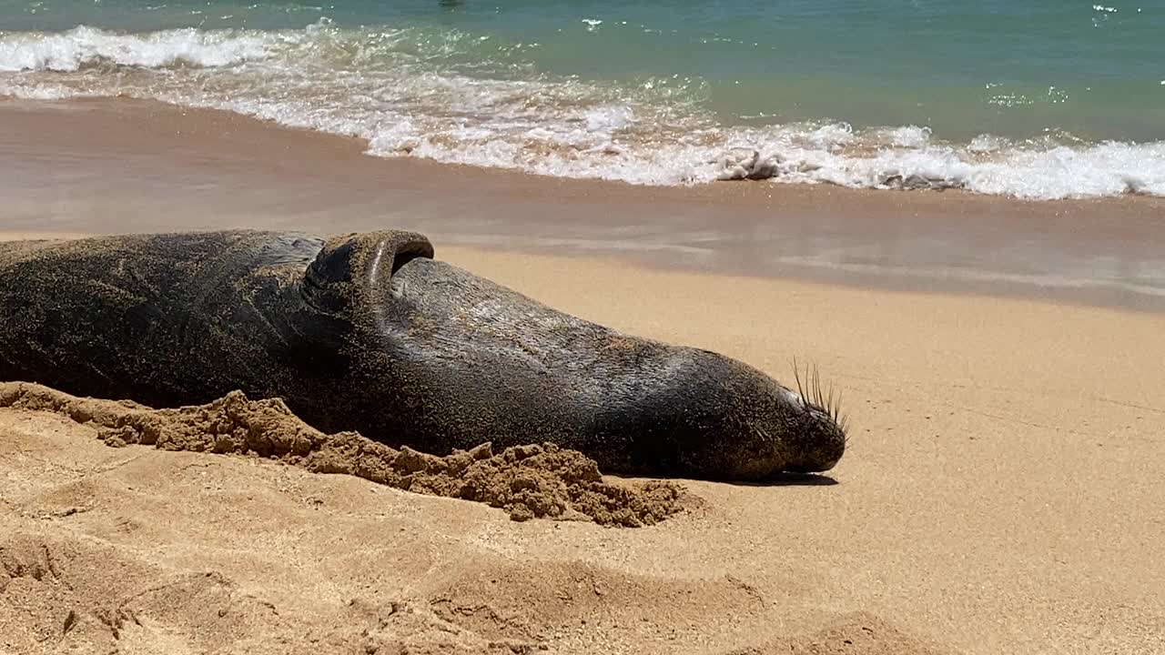 考艾岛海滩上的夏威夷僧海豹视频素材