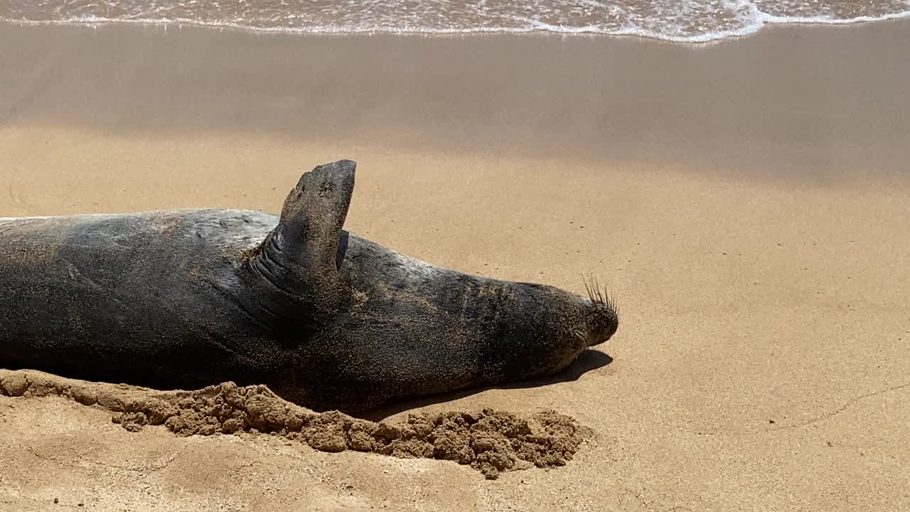 考艾岛海滩上的夏威夷僧海豹视频素材