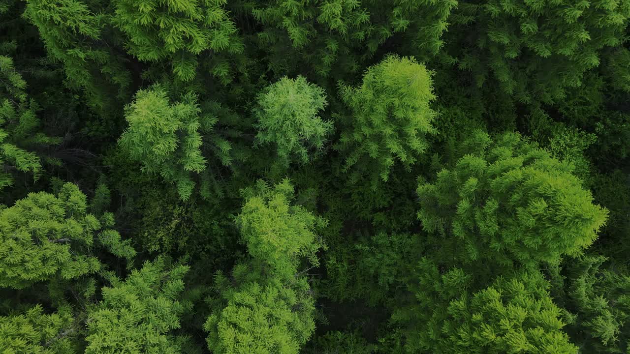 从上往下看美丽的夏季森林，林地航拍。无人机飞过松树和绿色的树梢，色彩斑斓的纹理在大自然中呈现视频素材