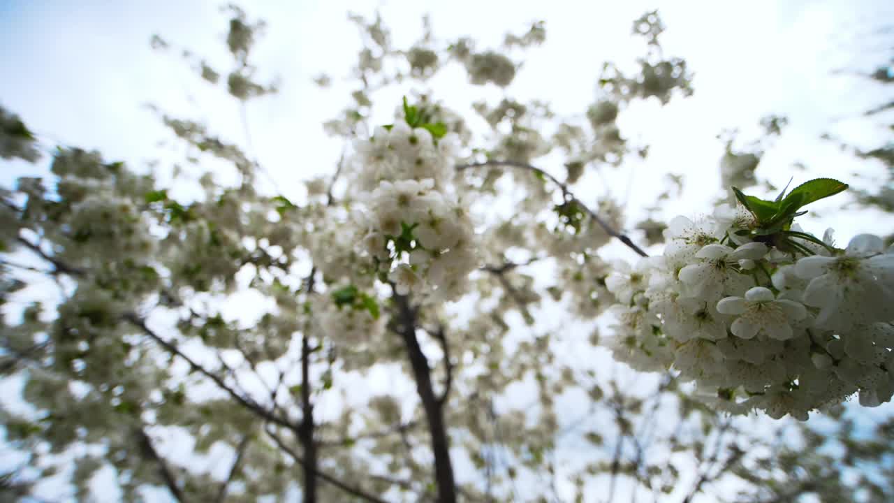 在阳光明媚的日子里，开着白花的樱桃树枝随风飘动视频素材