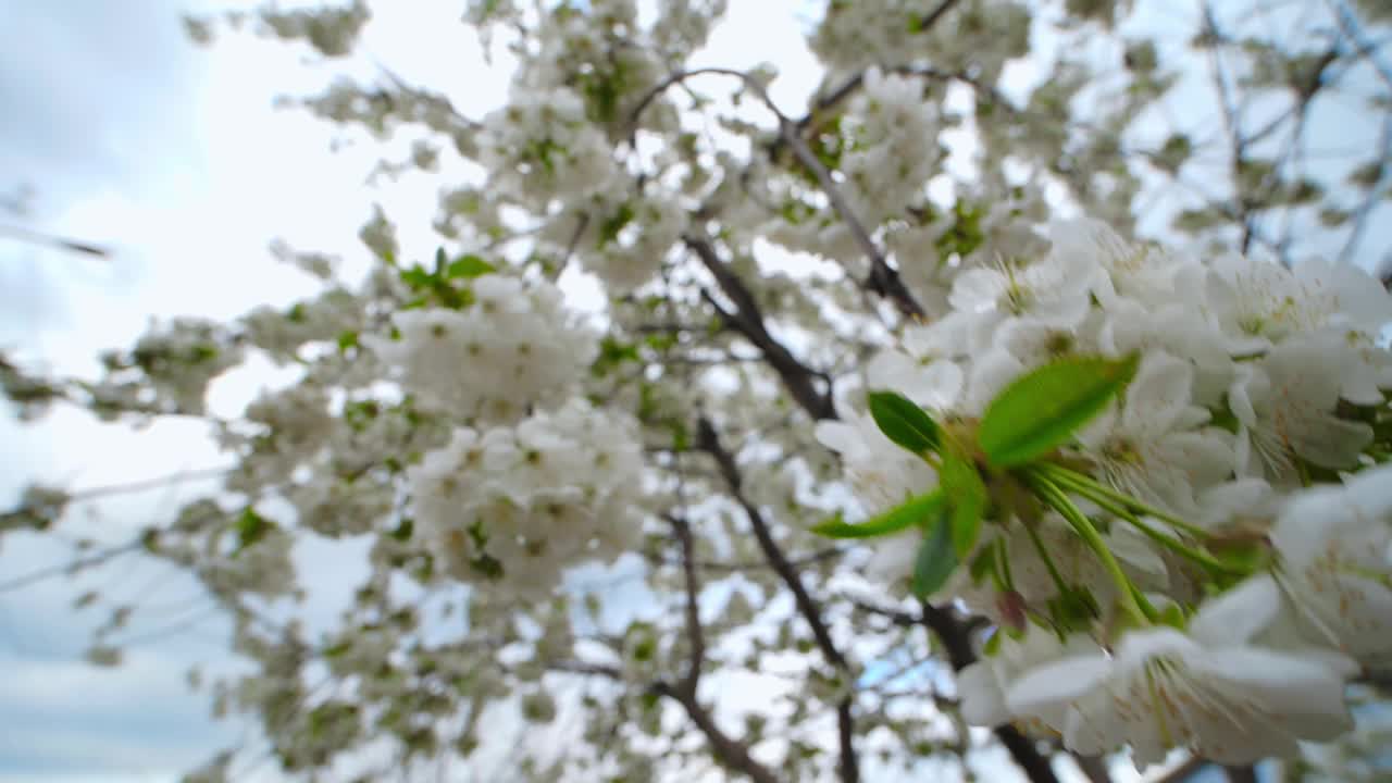 盛开的樱桃树与白色的花朵在春天的天空背景。视频下载