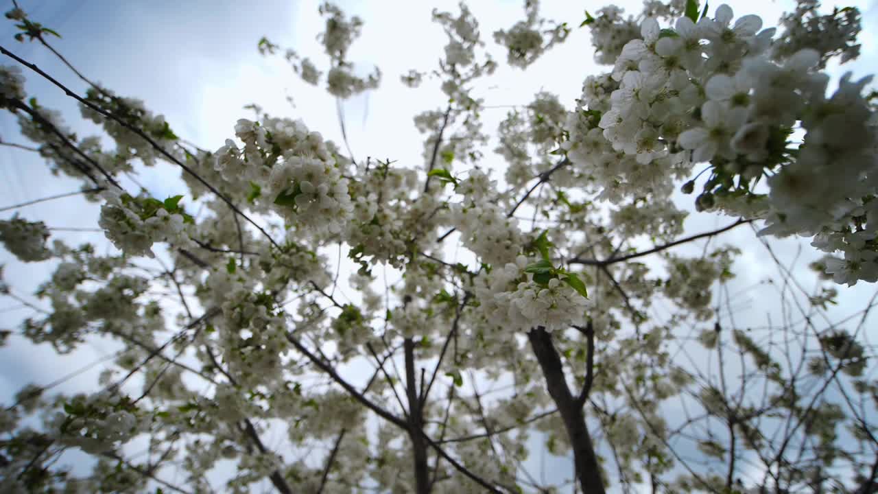 在阳光明媚的日子里，开着白花的樱桃树枝随风飘动视频素材