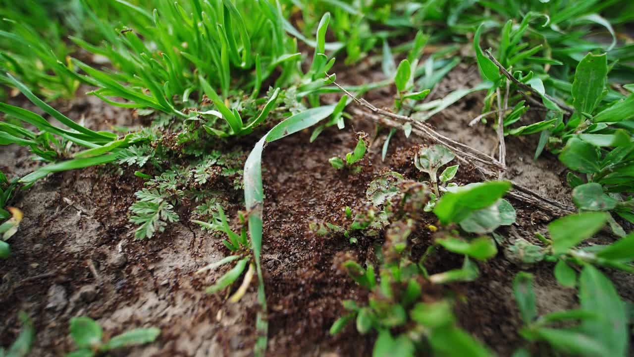 白天，许多蚂蚁在室外的地面上快速地移动视频下载