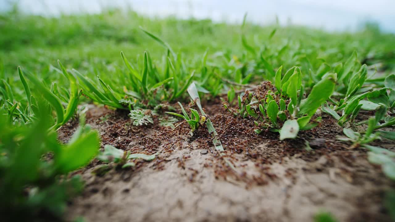 大蚂蚁在地上奔跑，为蚁丘收集树枝和树叶。视频下载