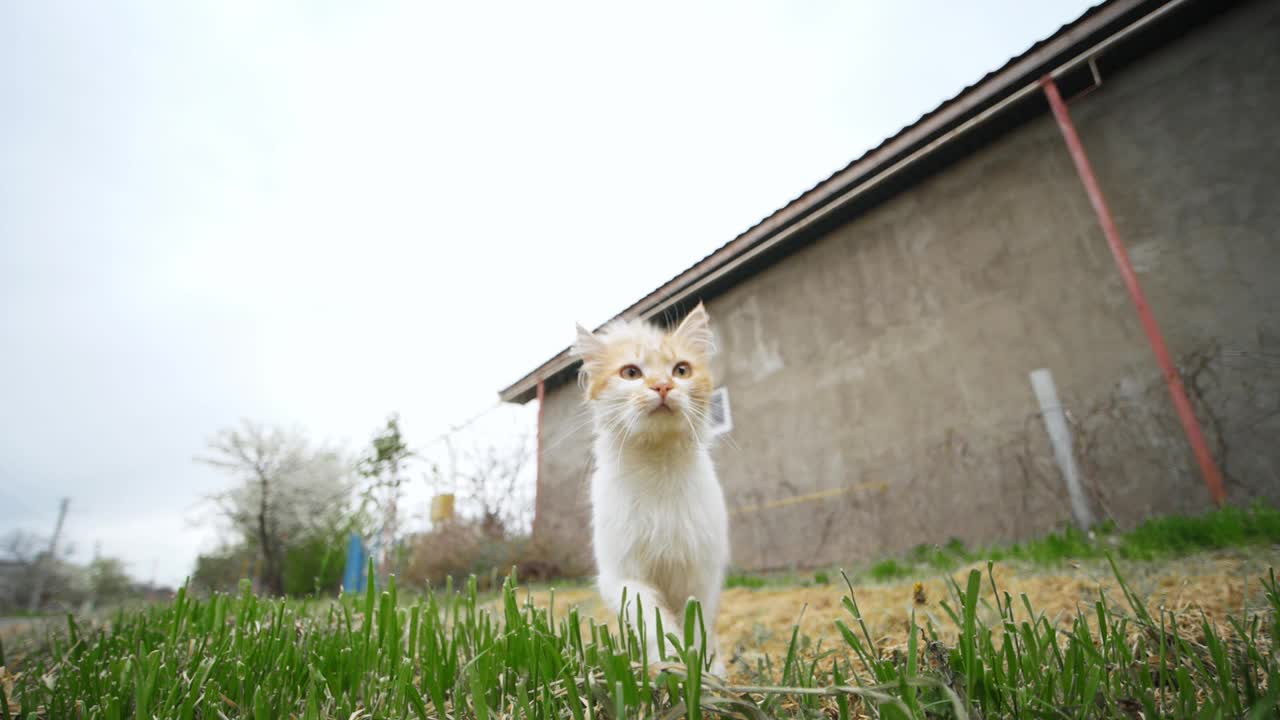 从地面广泛拍摄家畜。可爱的猫和大狗有趣的玩耍视频下载