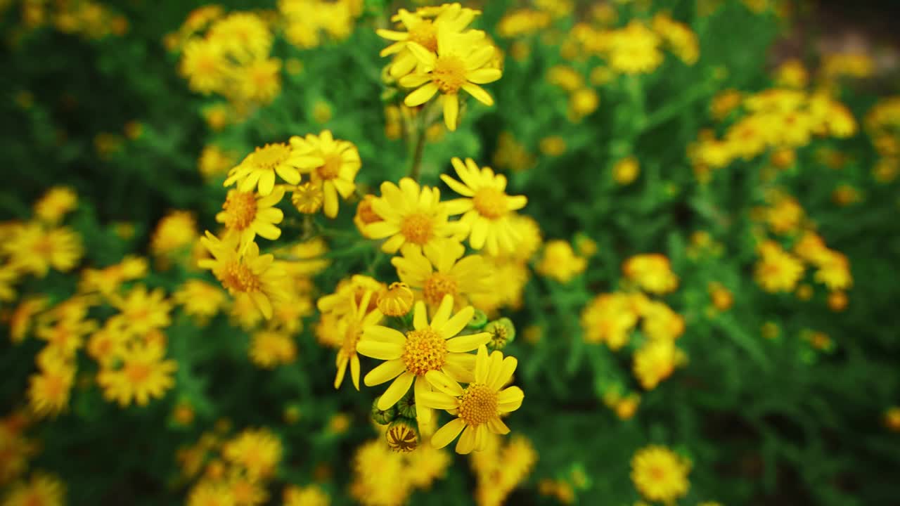 看着花圃里鲜艳的黄色花朵摇曳着视频下载