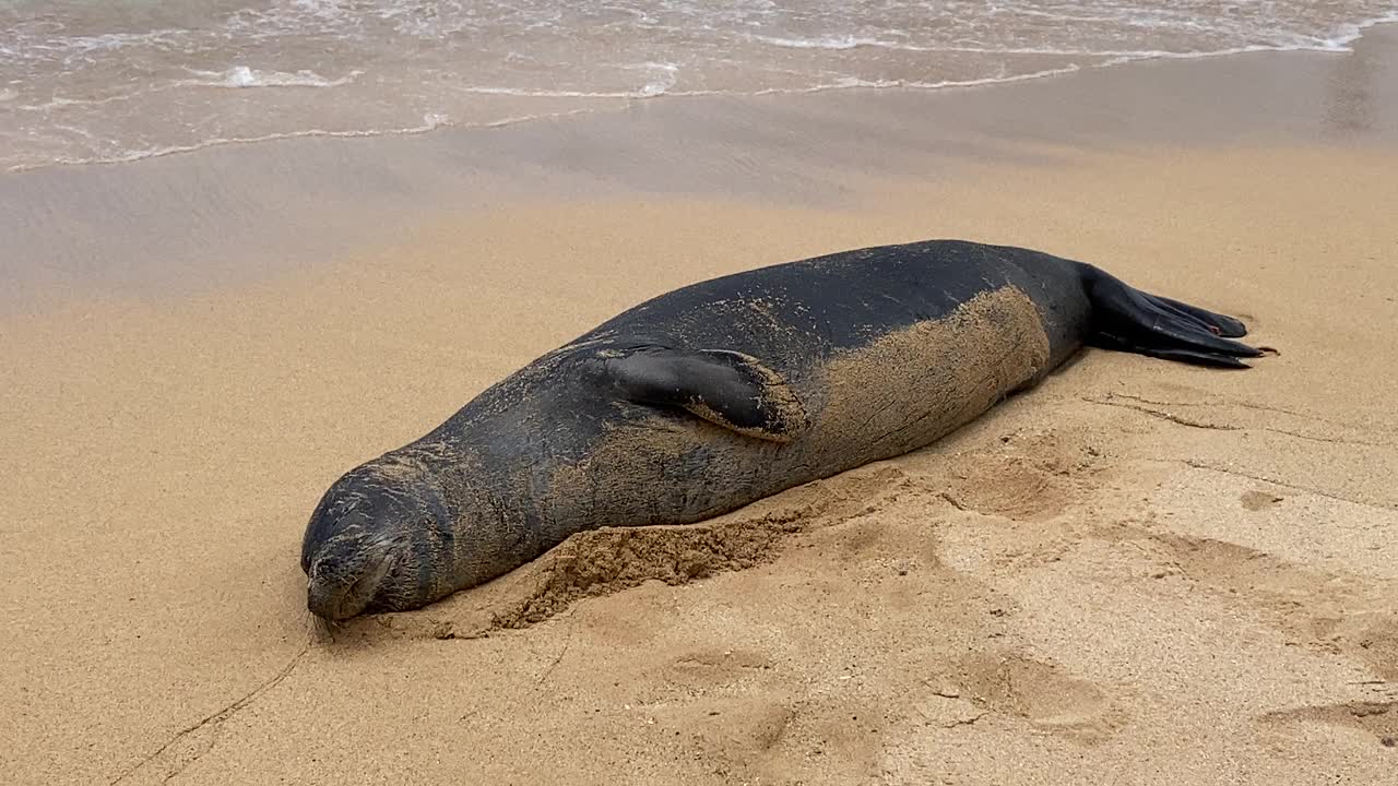 考艾岛海滩上的夏威夷僧海豹视频素材