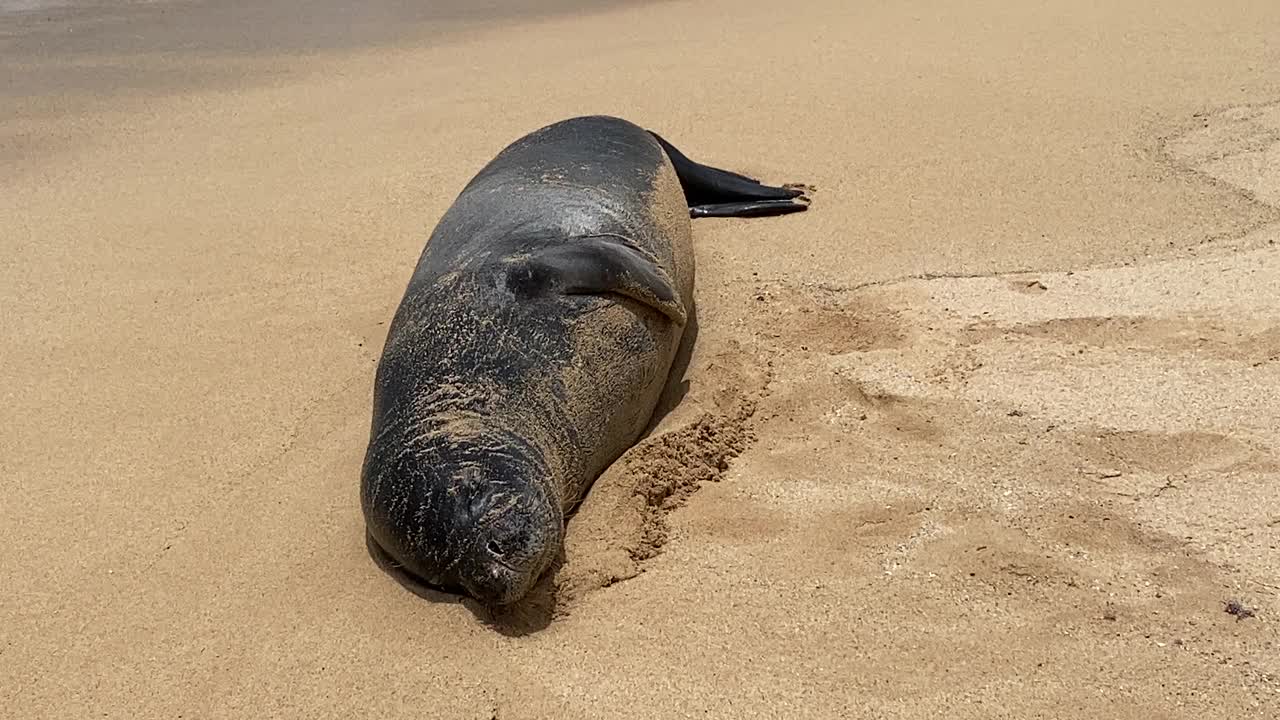 考艾岛海滩上的夏威夷僧海豹视频素材