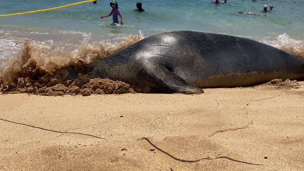 考艾岛海滩上的夏威夷僧海豹视频素材