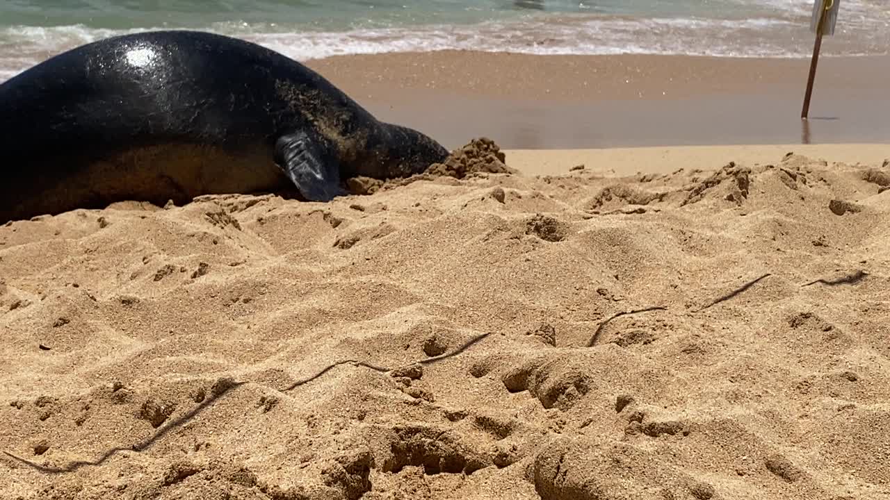 考艾岛海滩上的夏威夷僧海豹视频素材