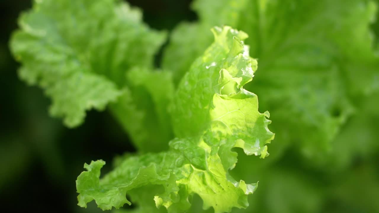 绿色生菜叶子的特写镜头。在花园里种植绿色植物。绿色的莴苣生长在一个绿色的夏日阳光明媚的日子。选择性聚焦，浅景深视频素材