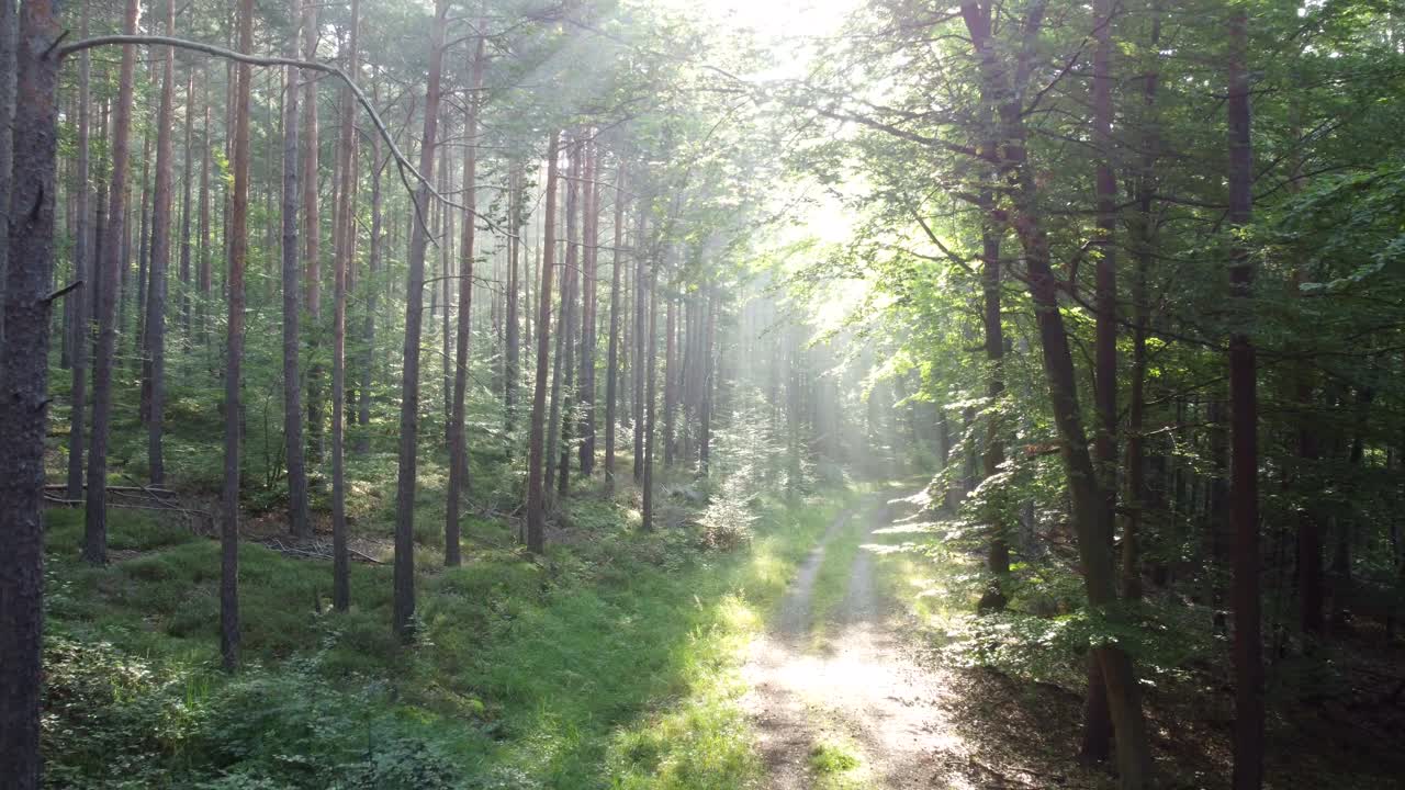 无人机飞越落叶林与雾的气氛和阳光，森林路径视频素材