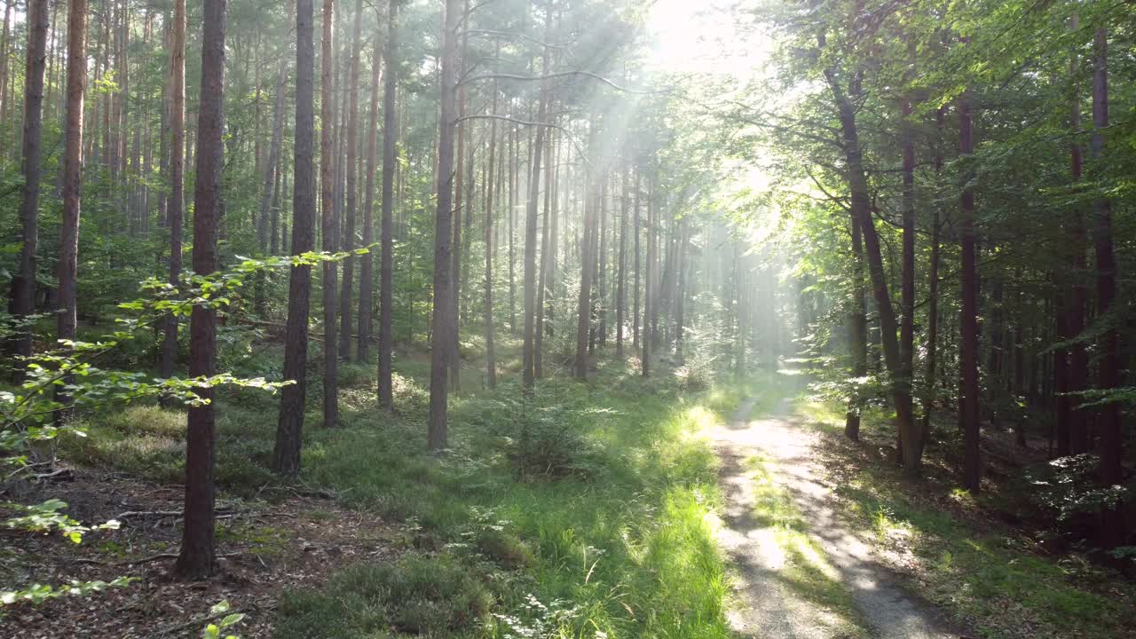 无人机飞越落叶林与雾的气氛和阳光，森林路径视频素材