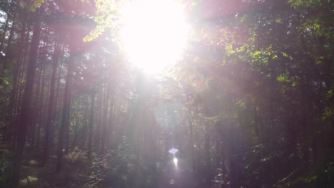 无人机飞越落叶林与雾的气氛和阳光，森林路径视频素材