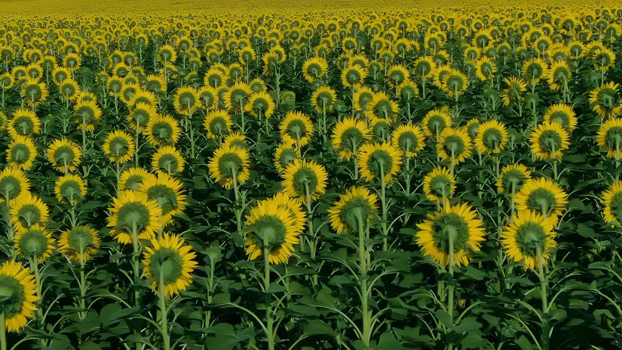 一架直升机飞过向日葵田。黄花背对着大地，一望无际。4 k, ProRes视频素材