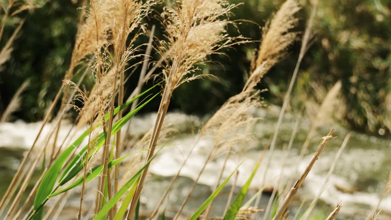 流动的小溪视频素材