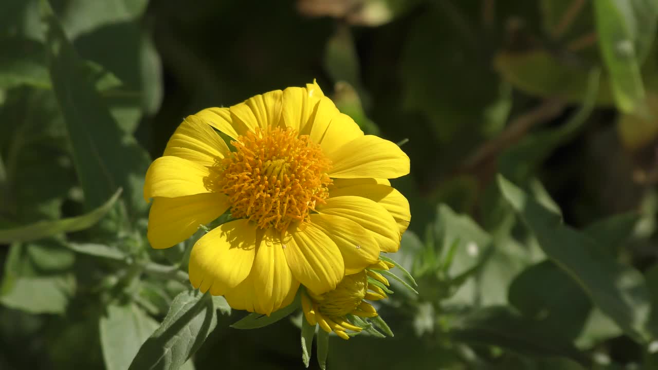 黄花Heliopsis(拉丁语。Heliopsis)视频素材