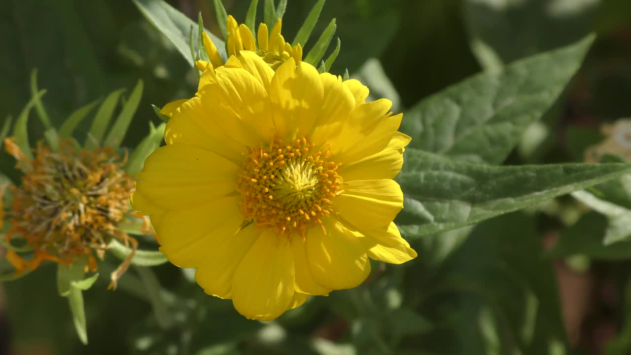 黄花Heliopsis(拉丁语。Heliopsis)视频素材