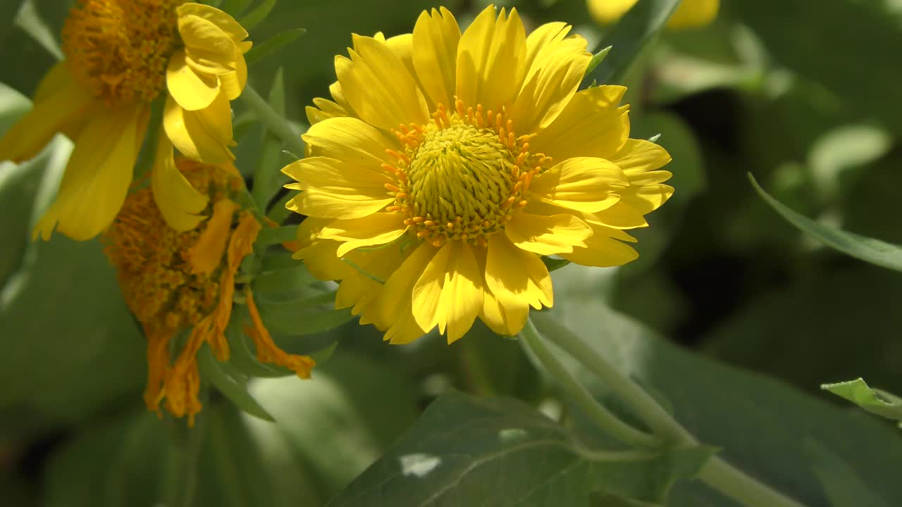 黄花Heliopsis(拉丁语。Heliopsis)视频素材