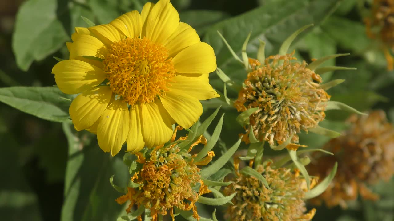 黄花Heliopsis(拉丁语。Heliopsis)视频素材