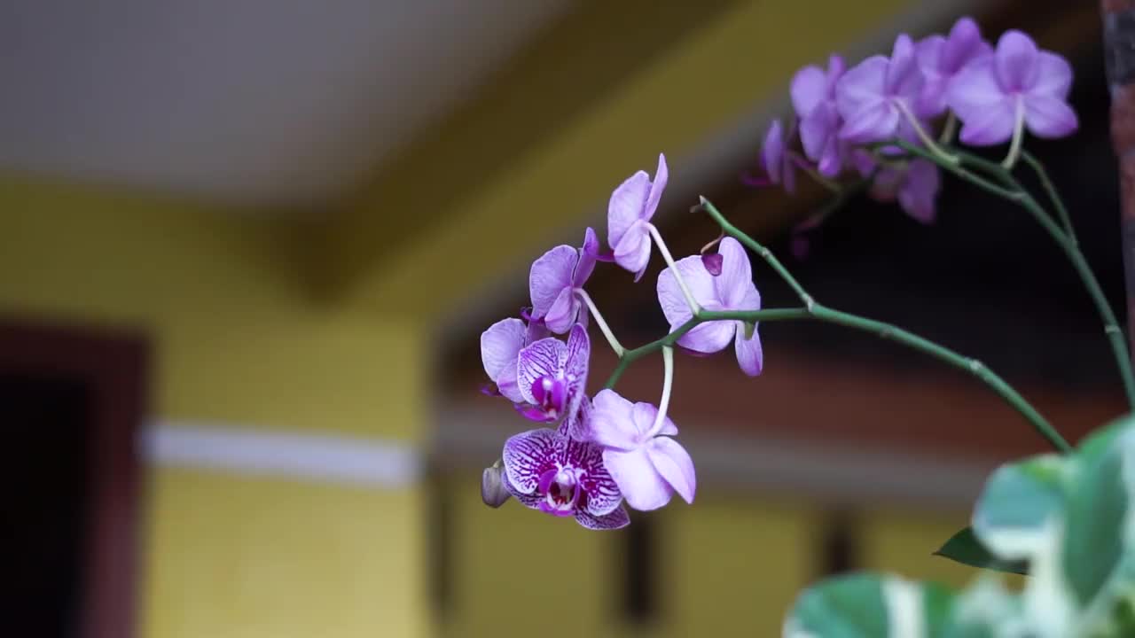 蝴蝶兰Blooms-Phalaenopsis视频素材