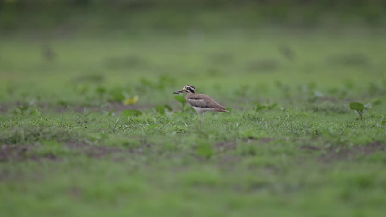 厚膝鸟:成年大厚膝或大石鸻(Esacus recurvirostris)。视频素材