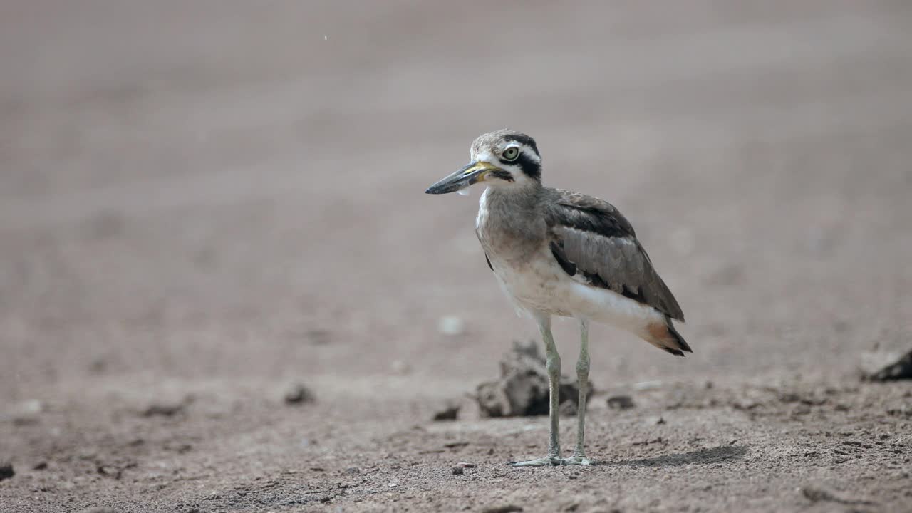 厚膝鸟:成年大厚膝或大石鸻(Esacus recurvirostris)。视频素材