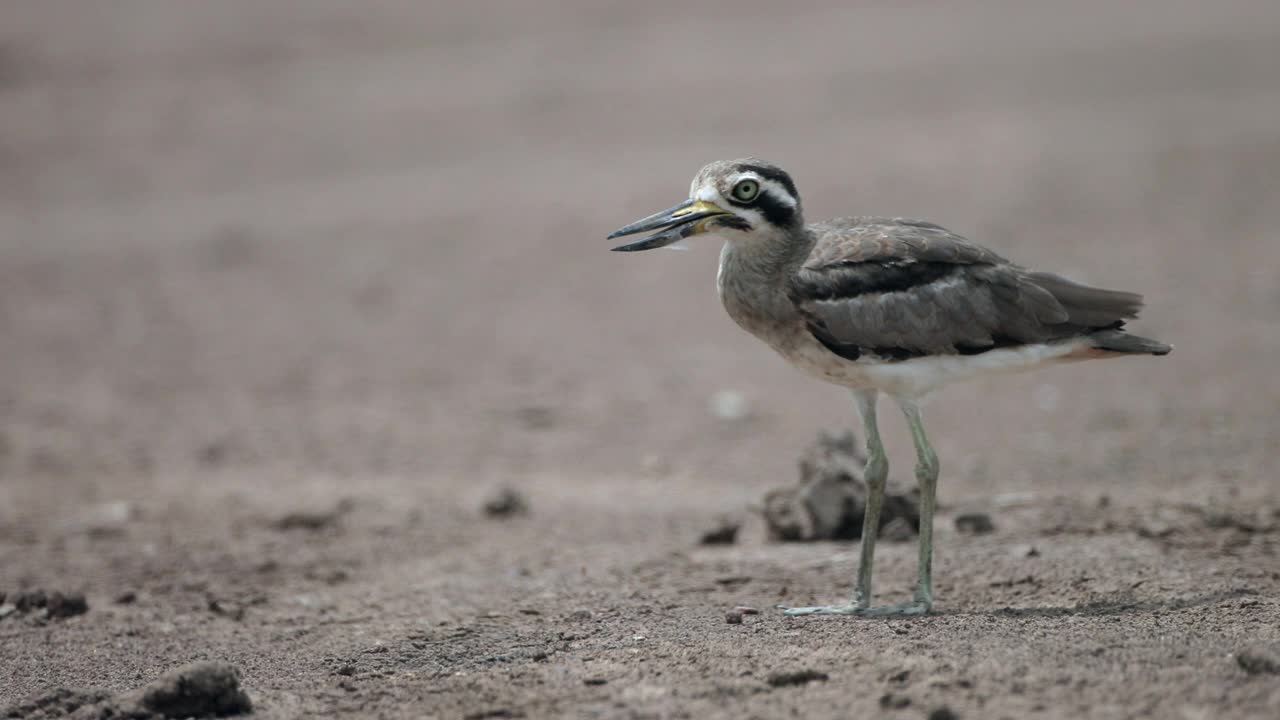 厚膝鸟:成年大厚膝或大石鸻(Esacus recurvirostris)。视频素材