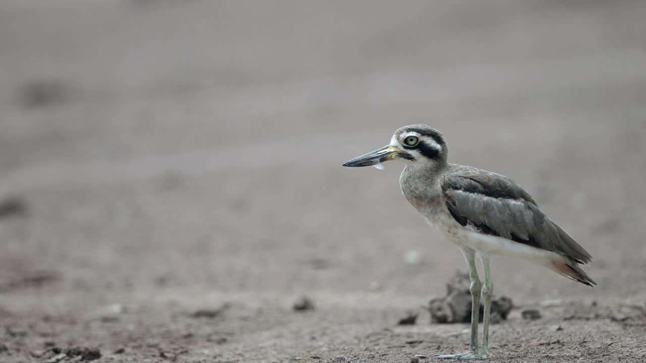 厚膝鸟:成年大厚膝或大石鸻(Esacus recurvirostris)。视频素材